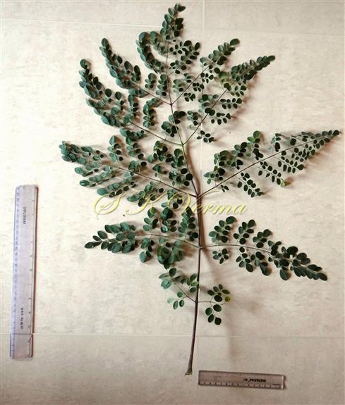  Leaf